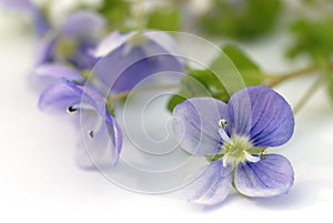 BirdÃ¢â¬â¢s eye speedwell (Veronica) photo